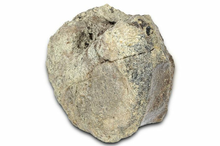 Fossil Dinosaur Vertebra - Montana #331276